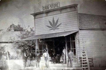California cannabis history