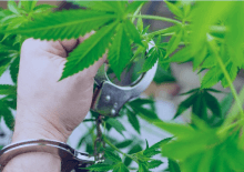 How Many Marijuana Arrests in Virginia.png