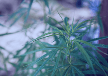 Virginia Marijuana Tax Revenue 2025.png